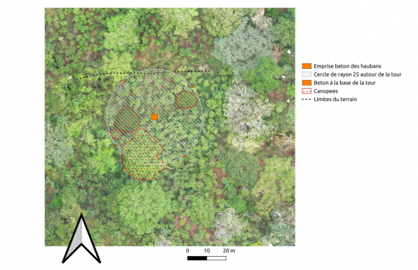 Figure 1: La position de la future tour et des bases des haubans dans la parcelle de cacao agroforestier. © I. Cornut, Cirad